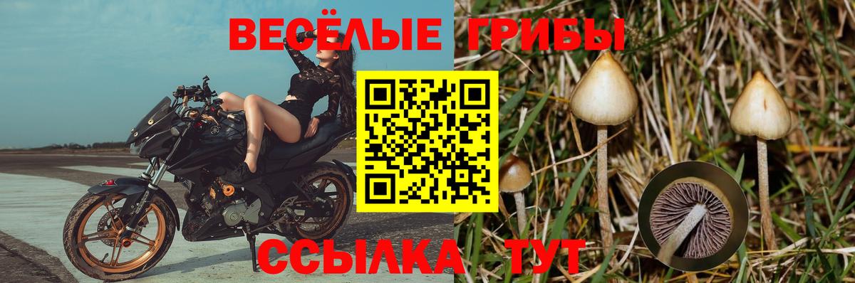 Псилоцибиновые грибы MAGIC MUSHROOMS  где найти наркотики  Галлюциногенные грибы мицелий  Кизилюрт  Вход с VPN 
